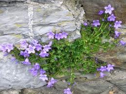 Campanula portenschlagiana